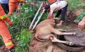 草莓视频污免费下载不仅能救人还能救黄牛
